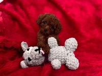 TEACUP TOY POODLE