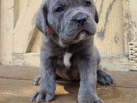 Safkan Dişi ve Erkek Blue Cane Corso yavrularımız