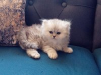 Iran chinchilla yavru kedimiz
