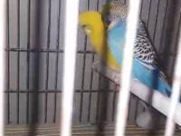 Hazır eş muhabbet kuşu takım