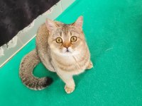 Golden British Shorthair