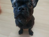 5 AYLIK FRANSIZ BULLDOG DİŞİ YAVRULARIM