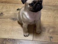 A sınıf pug mops