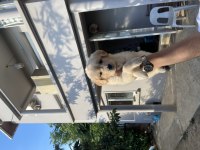 A KALİTE GOLDEN RETRİEVER KÖPEKLER