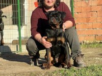 Rottweiler yavruları üretim ve satış çiftliğinden