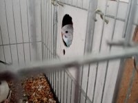 Ev üretimi albino muhabbet kuşlar mevcuttur