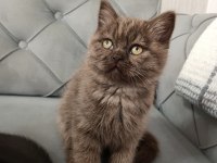 Siyah Ve Kahverengi British Shorthair
