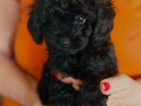 Poodle Köpekler Her Tuzum Var Dıyene Gıbı Koşmayın