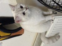 Dişi safkan ny british shorthair