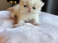 Show Face Exotic Shorthair Pofuduk kız
