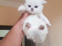 Scottish fold m beyaz mavi gözlü yavrular