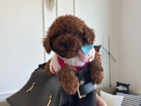 Minik poodle yavrum barbie