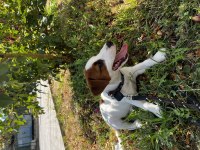 Safkan Tr de nadir Jack Russell 120 günlük ERKEK