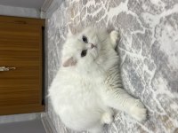 Renkli gözlü erkek kedim