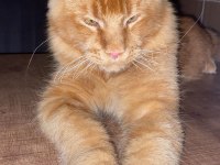 Tatlı Maine Coon Kedimiz