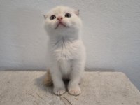 Kendi Scottish Fold Bebeğimiz