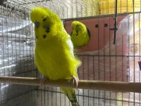 Jumbo Yerli Ve Yavru Muhabbet Kuşu Takımlar
