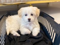 Maltese Terrier 3 Aylık Köpeği