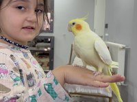 Full Evcil Konuşan Kırmızı Göz Sultan Papağanımız