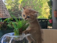 Ankaranın en seçkin golden british shorthair yavruları