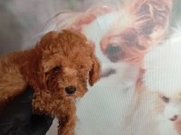 IRK VE SAĞLIK GARANTİ POODLE BEBEKLERİMİZ