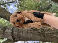 Maltipoo Dişi Erkek 