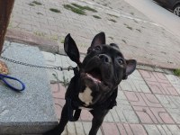 Erkek french buldog