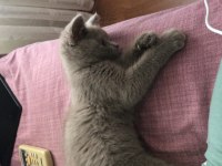 2.5 aylık scottish fold