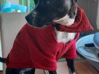 Gece French Bulldog kırması köpeğime yuva arıyorum