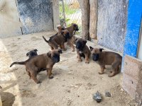 Malinois köpekleri sahiplendirme