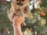 Antalya pomeranian boo