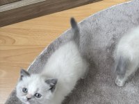 British shorthair blue point safkan