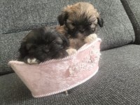 Shih Tzu 0 numara erkek yavrular