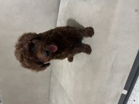 70 günlük erkek yavru poodle