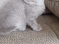 Yavru ve yetişkin scottish fold ve straight kediler