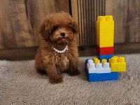 Kore poodle köpeğimiz