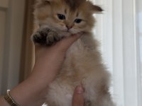 Golden british shorthair bebekler
