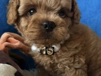 Apricot toy poodle yavrumuz