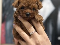 Micro teacup Korea Poodle