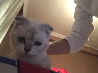 4,5 aylık yavru scottish fold blue point