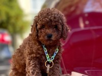 Safkan Toy Poodle Bebekler