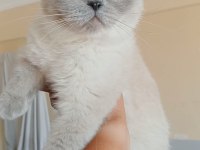 2 yaşında tecrübeli anne scottish fold
