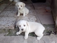 Dişi fino beyaz yavru köpekler