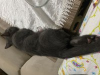 Antalya Yavru British Shorthair