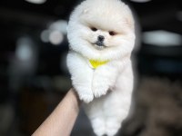 Ayı Surat Pomeranian Boo Yavrum Sizlerle