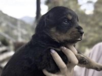 Rottweiler Safkan Köpekler