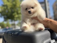 POMERANİAN BOO SURATLI BEBEKLER