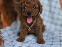 İzmir de Orjinal ev üretimi TOY POODLE