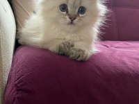 British Longhair Yavru Kedilerimiz Teslime Hazırdır