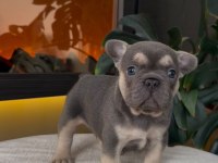 Rezerveye Açık Egzotik French Bulldog Safkan Yavrularım
